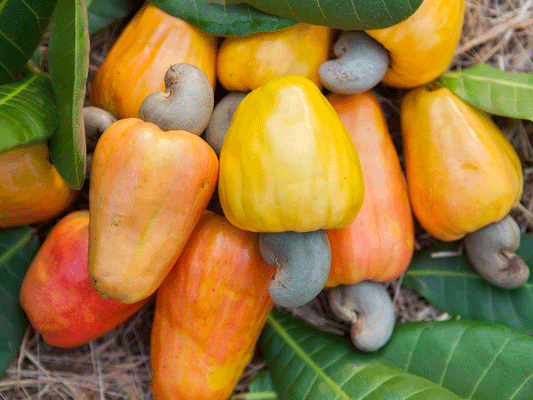 How cashew feni is made?