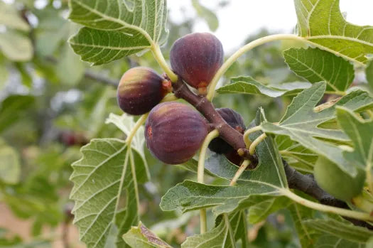 The Anjeer (Fig) Tree: Cultivation and Benefits