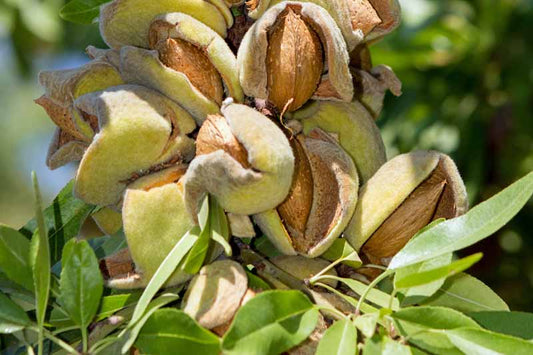 When almond tree give fruit?