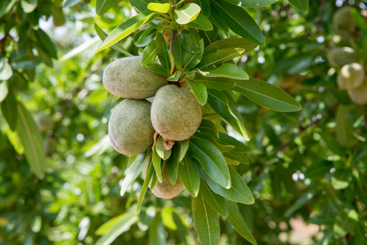 Where almond grow in India?