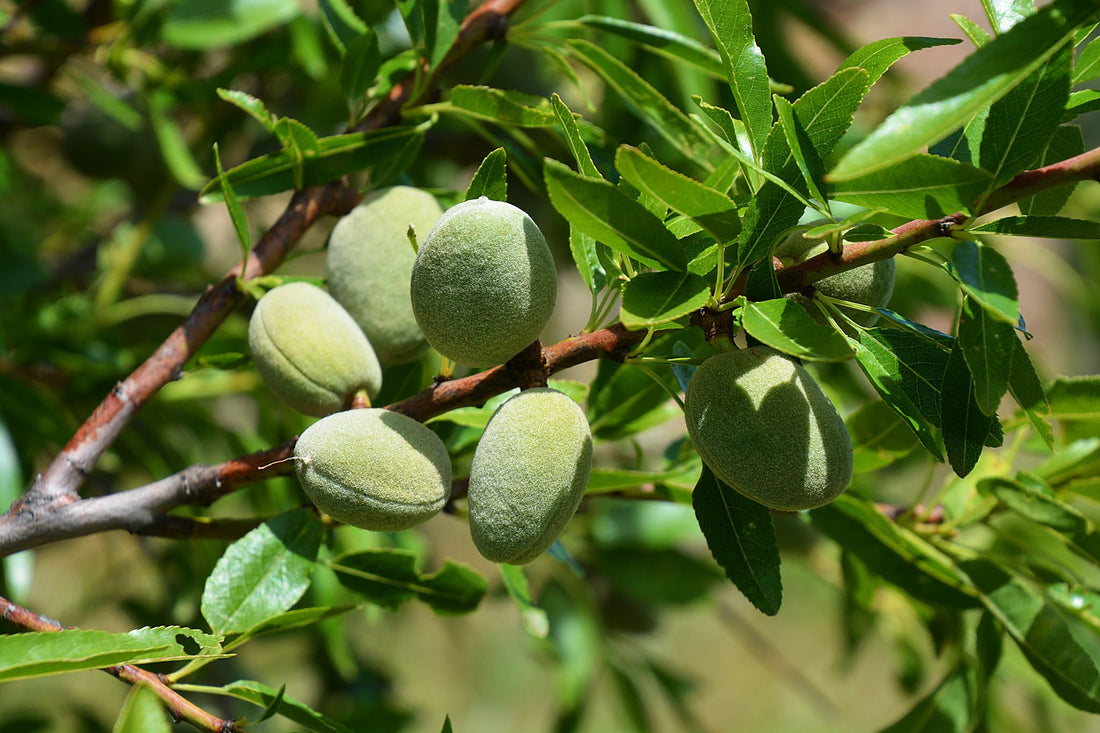 Where almond tree grow?