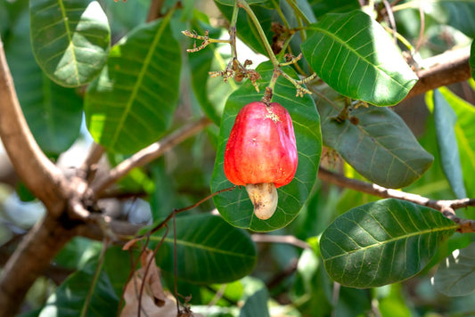 Cashew Nut Trees